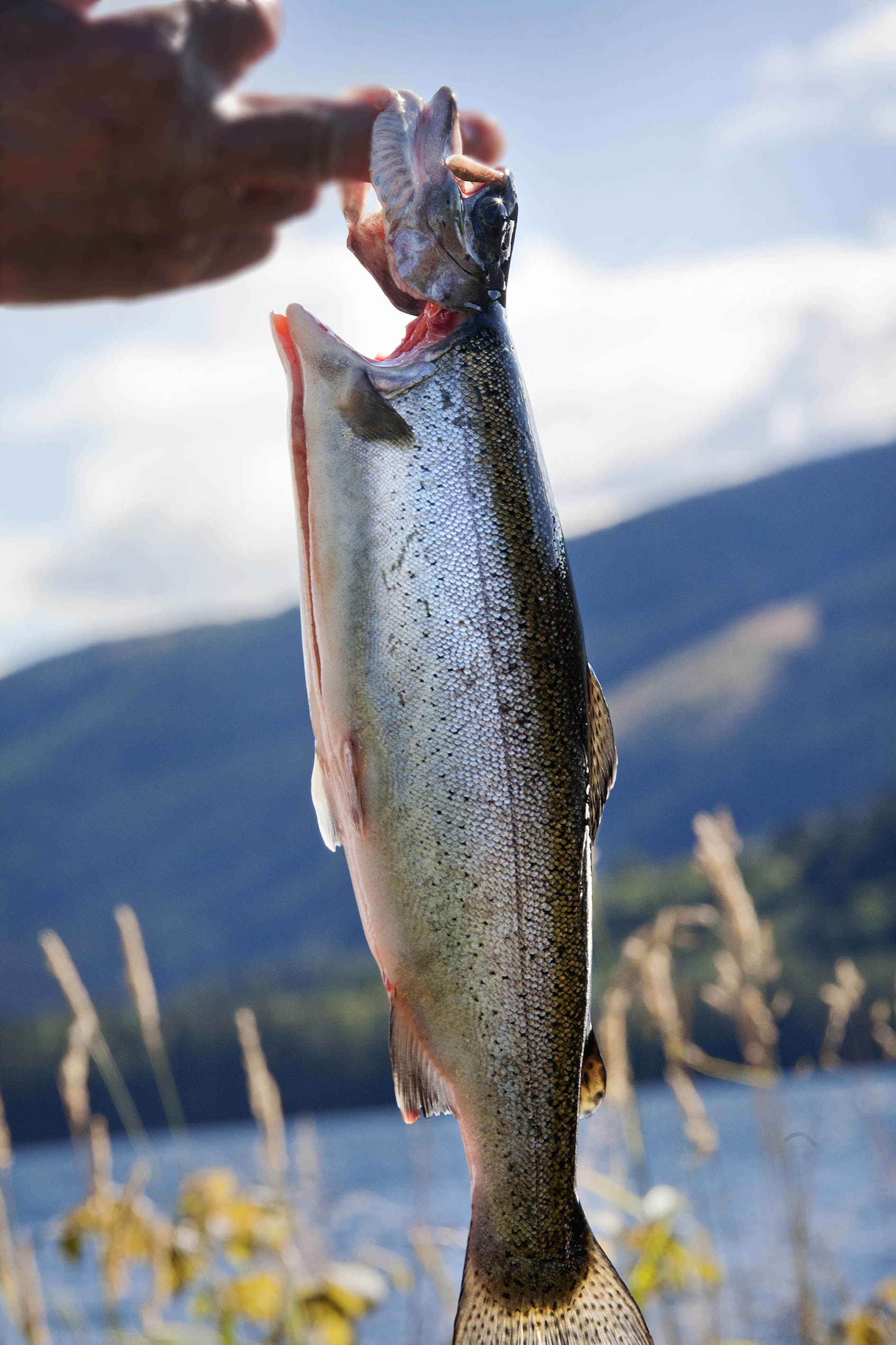 Fjellørret-Valdres-Sommer