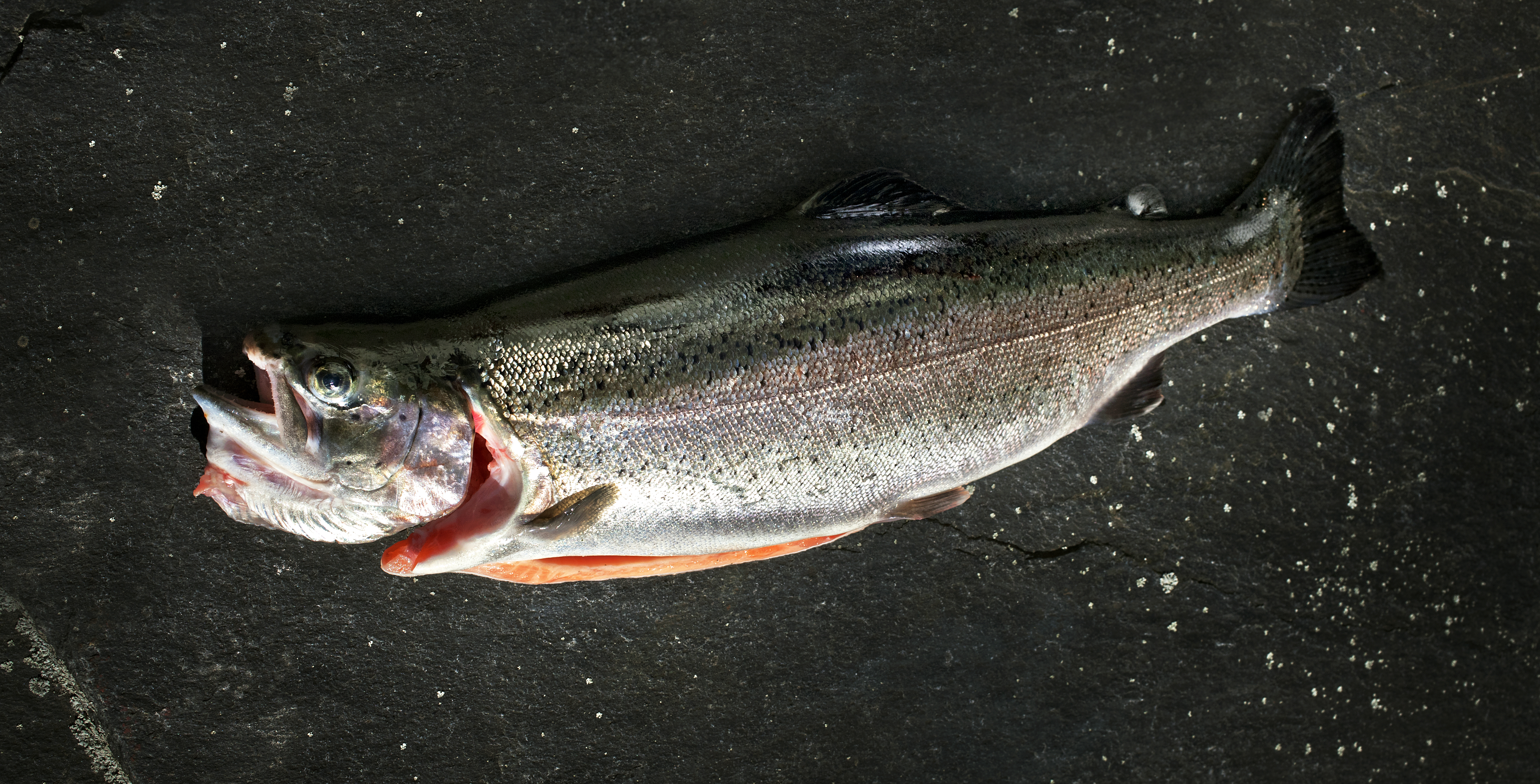 Ørret Rakfisk Hande